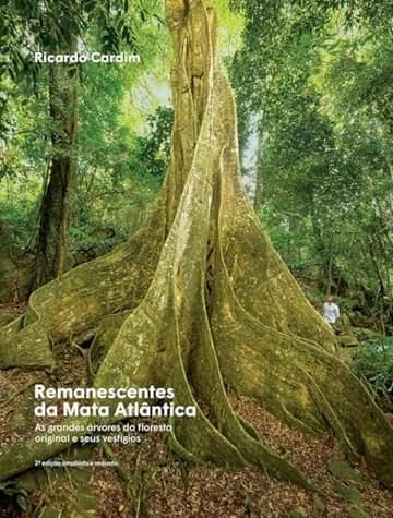 Imagem representativa de Remanescentes da Mata Atlântica: As grandes árvores da floresta original e seus vestígios